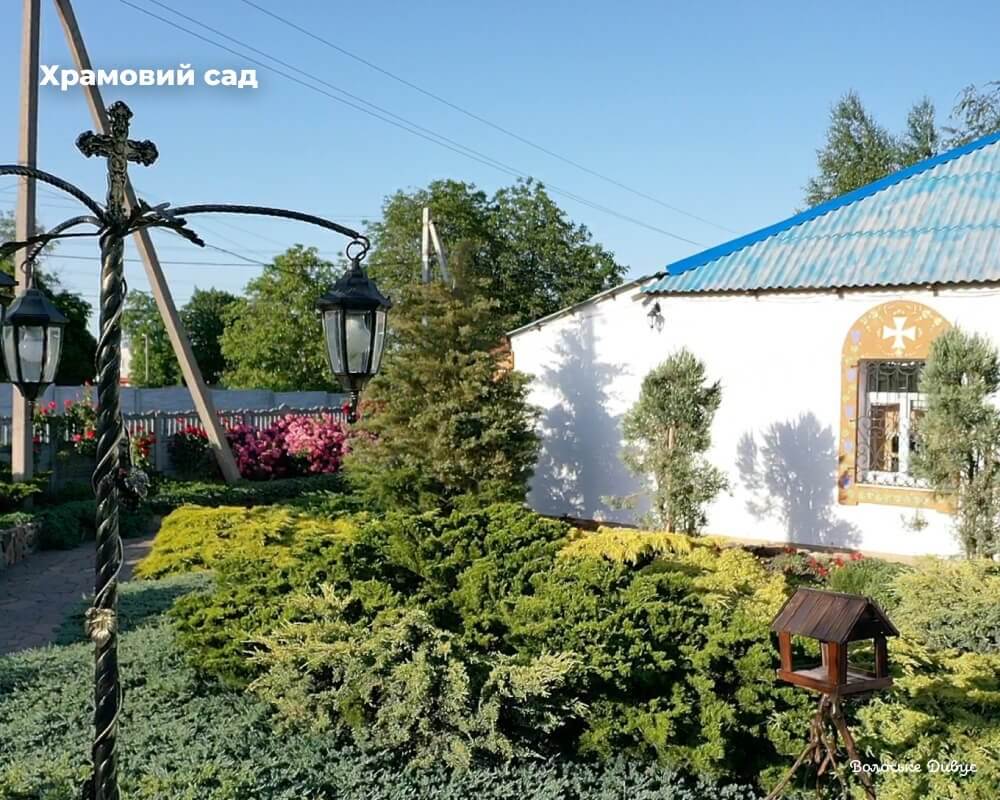gall-syn2